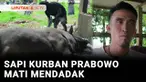Sapi kurban milik Presiden Prabowo Subianto di Kabupaten Polewali Mandar, Sulawesi Barat, mendadak mati sebelum dikurbankan pada hari raya Iduladha mendatang. Sapi berbobot lebih dari satu ton itu diduga mati akibat keracunan.