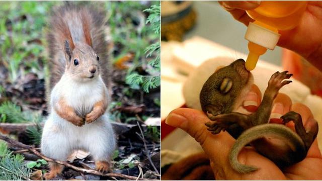 6 Potret Bayi Hewan yang Jarang Diketahui Bentuknya, Lucu hingga Seram Sejak Lahir