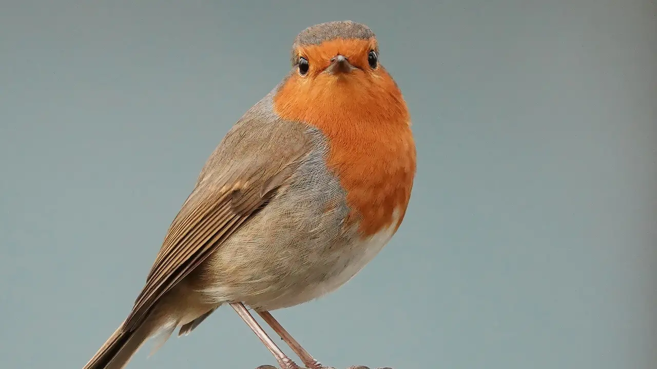 Ilustrasi burung