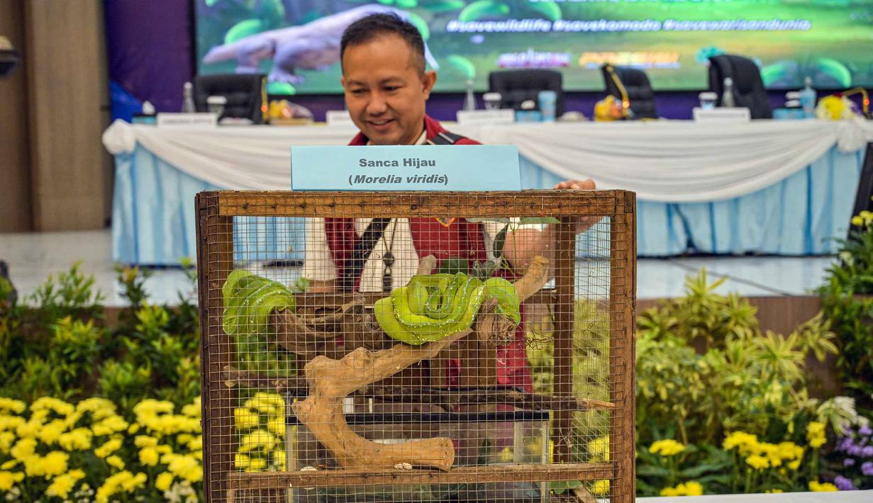 Roy HM Sihombing menegaskan pengungkapan kasus ini penting karena perdagangan ilegal satwa dilindungi merusak keseimbangan ekosistem dan mengancam kelestarian keanekaragaman hayati. Tampak dalam foto, seorang petugas polisi memperlihatkan Ular Sanca Hijau (Morella Viridis) yang disita dari para tersangka penyelundupan hewan yang dilindungi di Markas Besar Kepolisian Daerah Jawa Timur di Surabaya pada Rabu 15 April 2026. (JUNI KRISWANTO/AFP)
