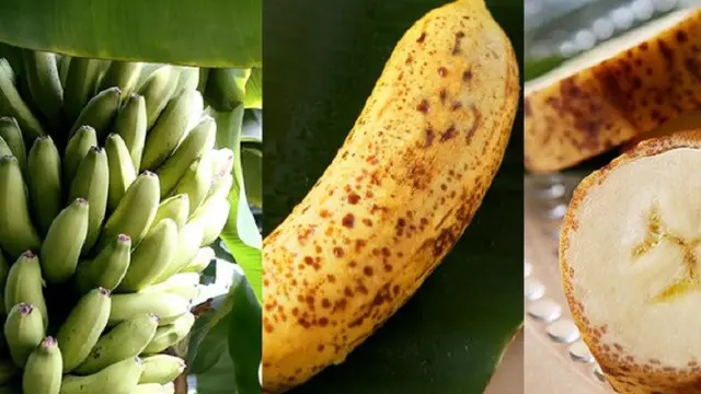 [Bintang] Pisang Mongee