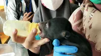 Dokter klinik satwa BBKSDA Riau memberikan susu kepada anak beruang yang terpisah dari induknya. (Liputan6.com/M Syukur)