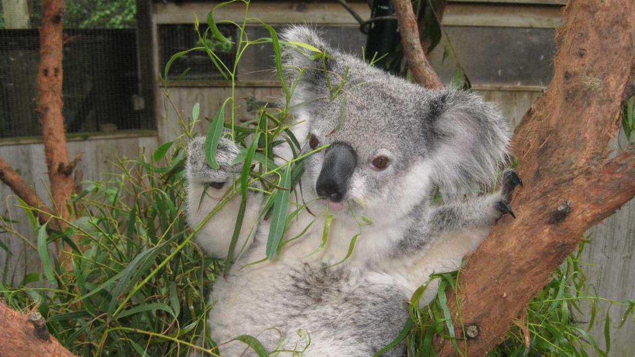 Populasi Berlebih, 700 Koala di Australia Disuntik Mati