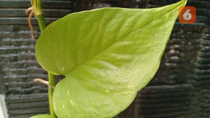 <p>Hasil foto Redmi 14C (Liputan6.com/ Agustin Setyo Wardani)</p>