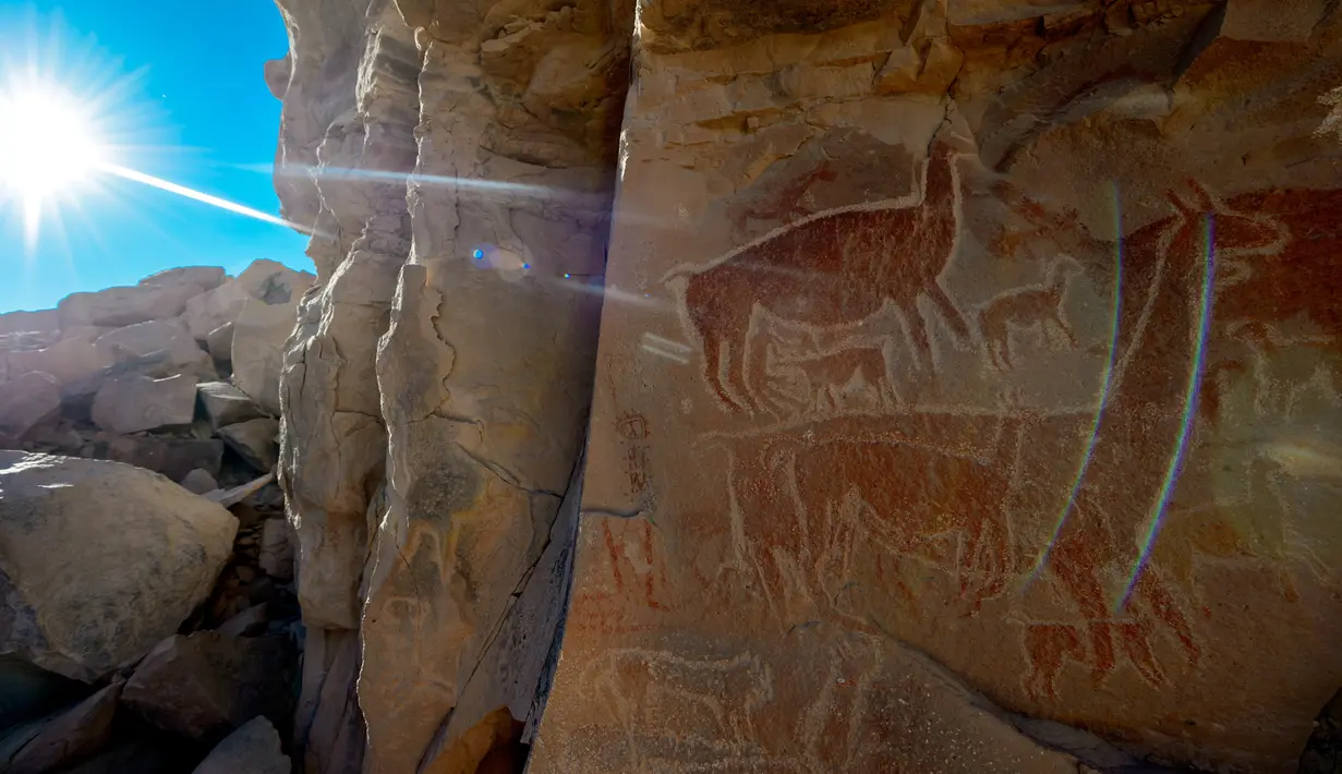 Lukisan hewan llama terpampang di dinding batu cadas Gua Taira Calama, Chile, Minggu (21/7). Seni melukis di batu cadas adalah adat penggembala menanyakan dewa-dewa pengatur langit dan bumi untuk meningkatkan ternak llama mereka. (Martin Bernetti/AFP)