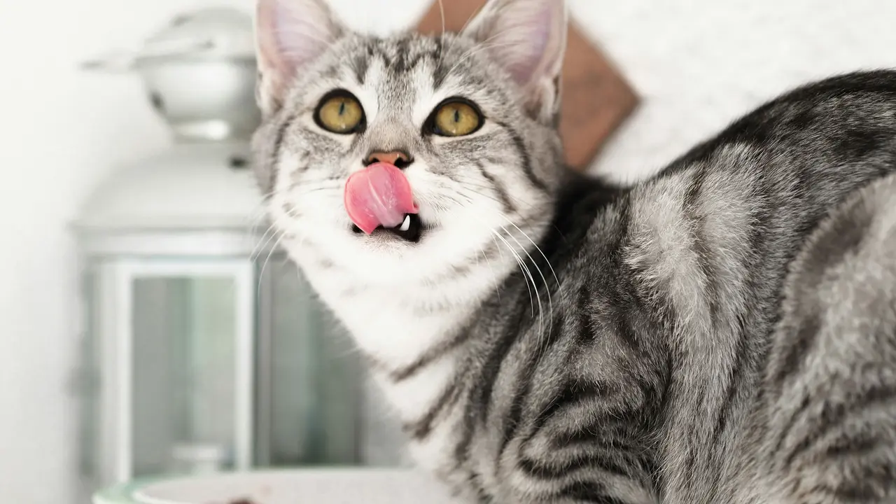 Ilustrasi Kucing Makan