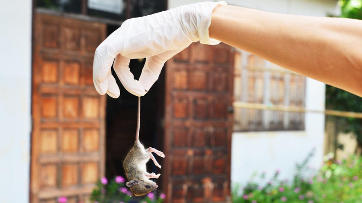Tak Perlu Pakai Racun, 23 Bahan Dapur Ini Ampuh Mengusir Tikus secara Alami