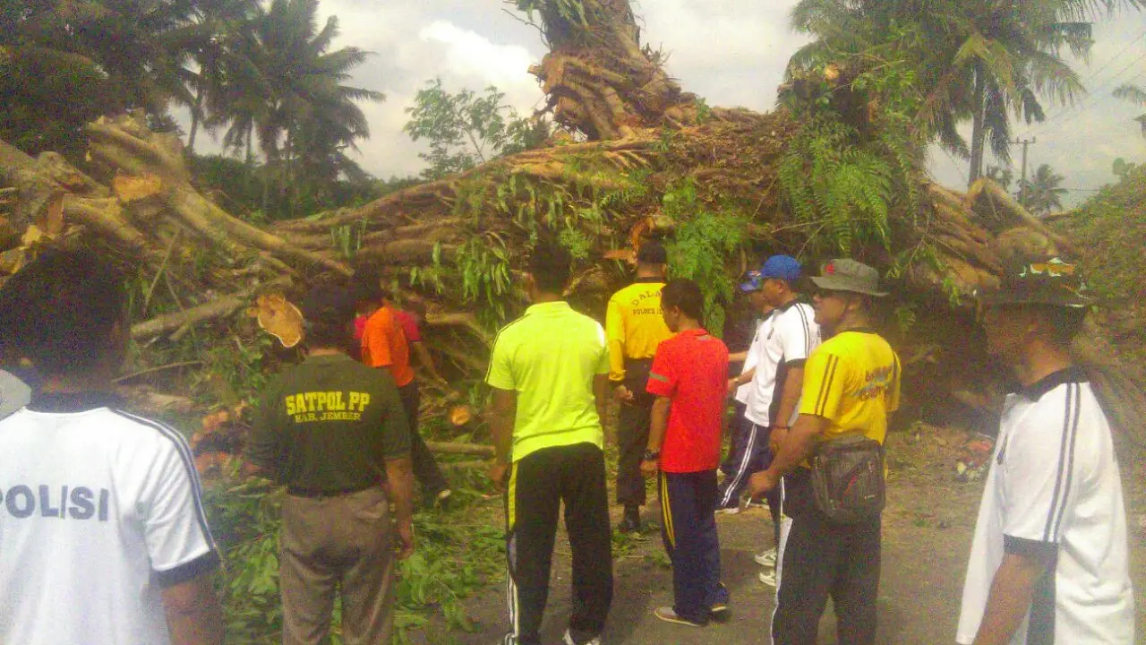 Evakuasi Panjang Pohon Beringin Angker yang Mendadak Tumbang