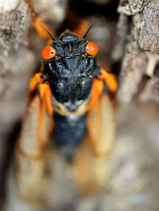 Jangkrik berkala dewasa yang baru berganti kulit memanjat pohon di Takoma Park, Maryland, Amerika Serikat, 17 Mei 2021. Miliaran jangkrik berkala Magicicada - anggota Brood X - telah mulai muncul di AS bagian timur setelah hidup di bawah tanah selama 17 tahun. (Chip Somodevilla/Getty Images/AFP)