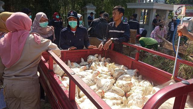 Pemerintah Akan Selidiki Anjloknya Harga Ayam Di Tingkat Peternak