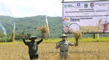 Gubernur DKI Jakarta Anies Baswedan dan Bupati Cilacap Tatto Suwarto Pamuji panen raya padi di lahan yang dipersiapkan untuk menyuplai beras ke Jakarta. (Foto: Liputan6.com/Humas Pemkab Cilacap)