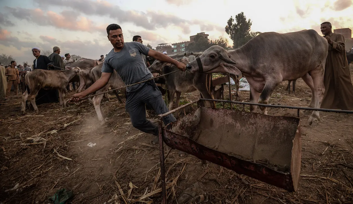 Pedagang ternak membawa sapi untuk dijual menjelang Idul Adha di pasar Ashmun, Mesir, Rabu (15/8). Dalam Perayaan Idul Adha, umat islam di seluruh dunia akan menyembelih hewan ternak seperti kambing, domba, onta, sapi dan kerbau. (AFP/Mohamed el-Shahed)