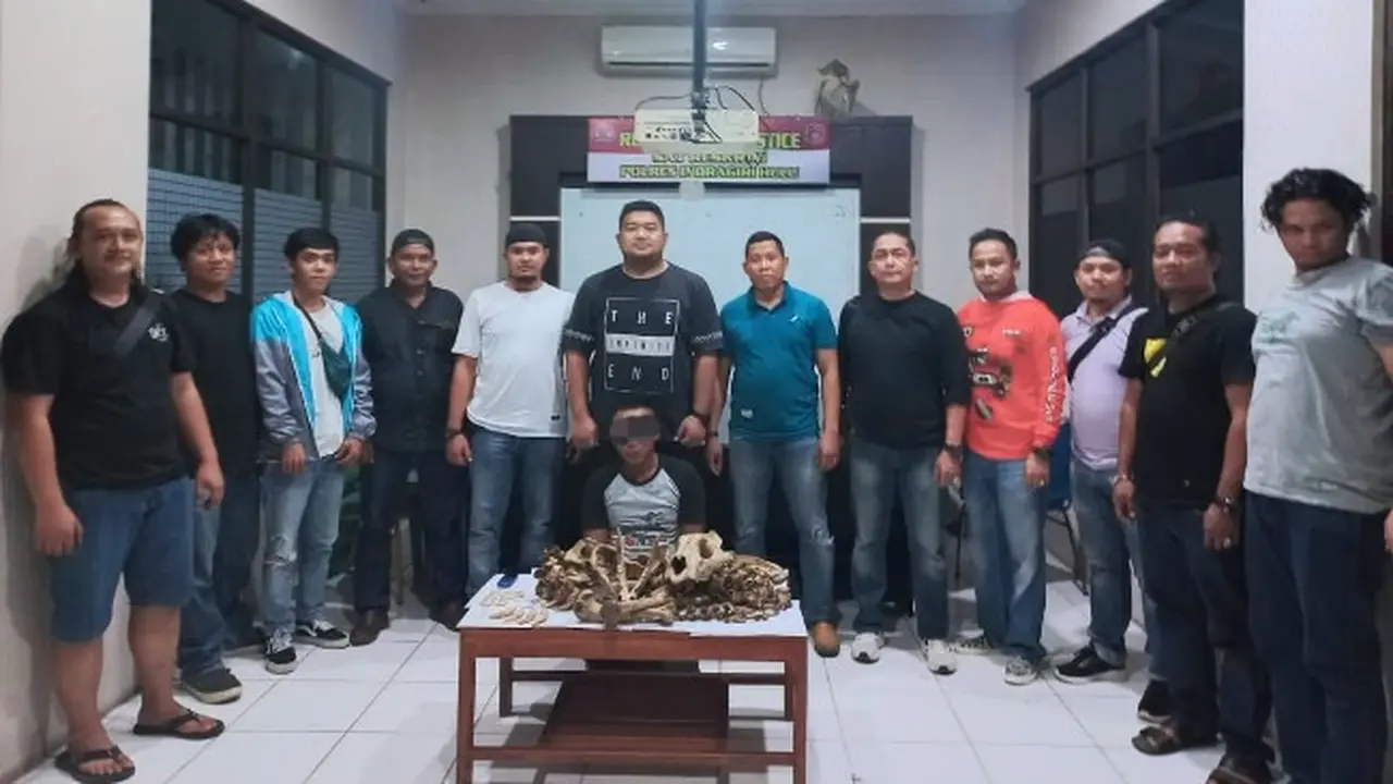 Tersangka dan barang bukti tulang harimau sumatra yang dibawa ke Polres Indragiri Hulu.