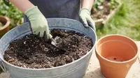 Perbedaan Tanah Pot dan Tanah Kebun, Ini Plus Minusnya untuk Menanam Sayuran