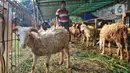 Di Jakarta, harga kambing kurban untuk Idul Adha 2025 cukup beragam tergantung dengan ukurannya. Untuk harga seekor kambing kurban dijual mulai dari Rp 2.600.000. (Liputan6.com/Angga Yuniar)