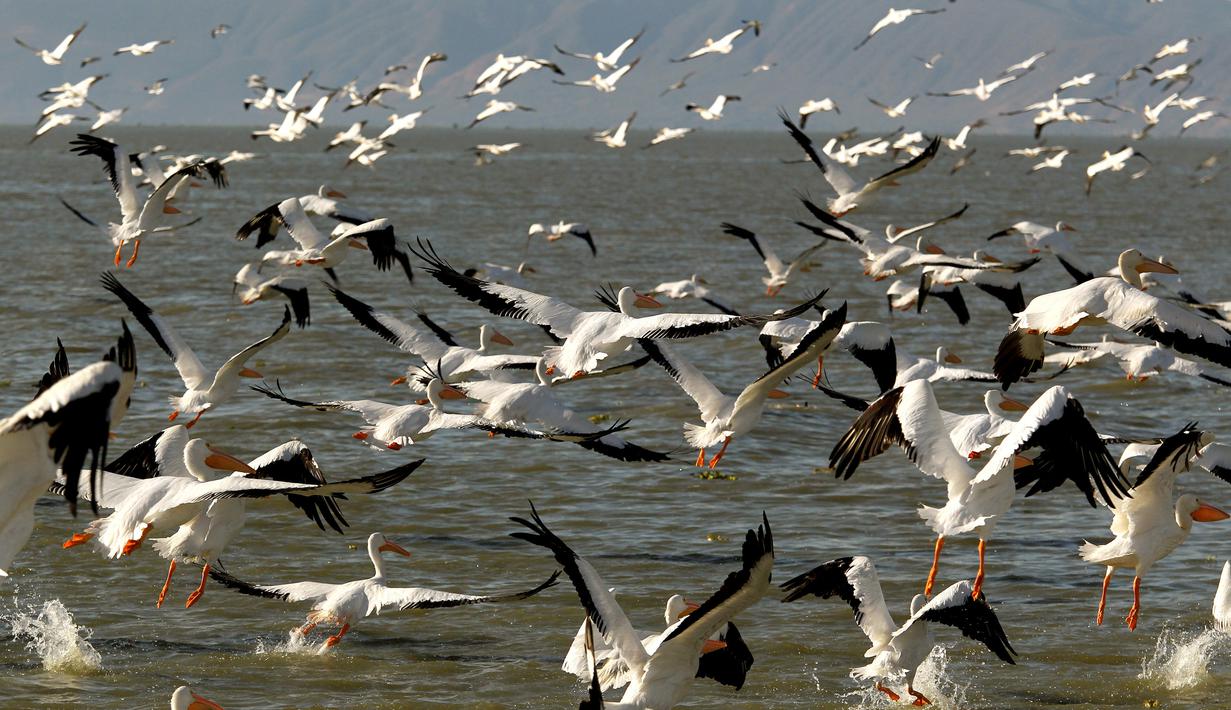 Kawanan pelikan putih, salah satu burung terbesar dari Kanada dan Amerika Serikat, terlihat terbang di atas pantai laguna Chapala di Cojumatlan, Meksiko pada 28 Januari 2020. Pelikan putih melakukan perjalanan ribuan kilometer bermigrasi dari suhu rendah Amerika Utara. (Photo by ULISES RUIZ / AFP)