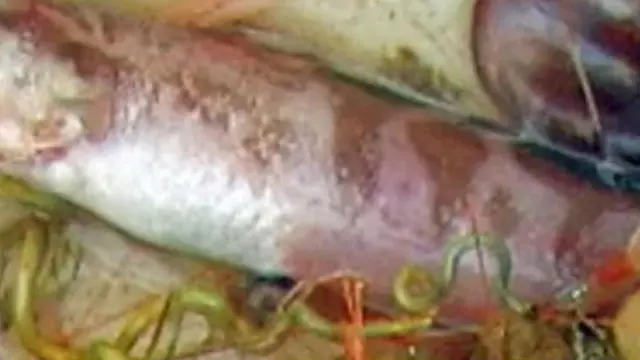 Penemuan Jenis Ikan Baru dengan Mata Ketiga