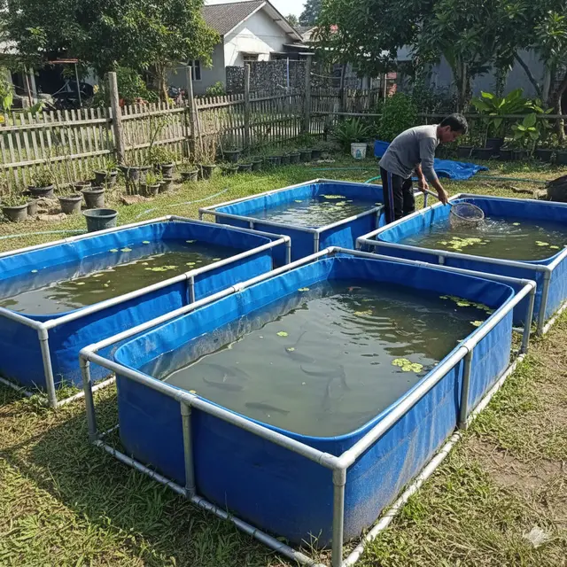 Cara Ternak Ikan Gabus di Lahan Sempit (Foto: Gemini AI)