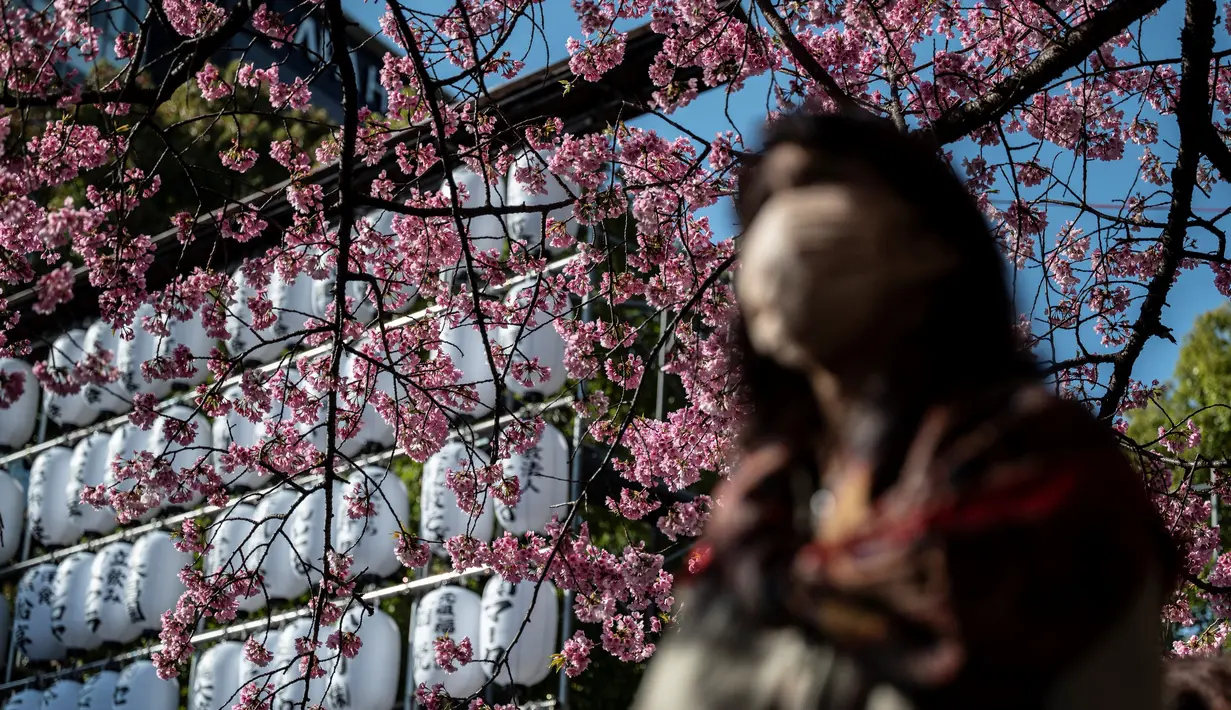 Rekor mekarnya bunga sakura di Tokyo sudah ada sejak 70 tahun yang lalu, dan bunga-bunga berwarna putih-merah muda yang lembut ini baru muncul lebih awal pada tahun 2021 dan 2020, menurut badan cuaca. (Photo by Richard A. Brooks / AFP)