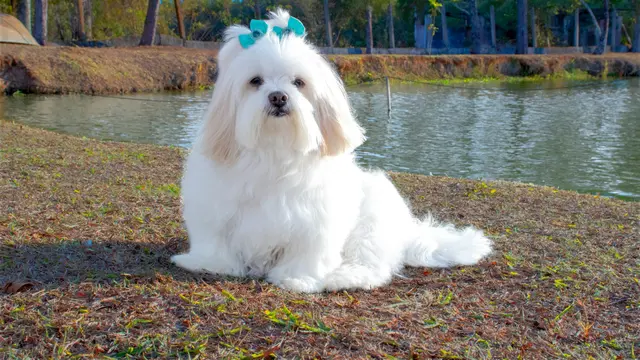 Lhasa Apso