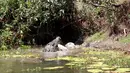 Seekor buaya besar memenangkan pertarungan usai melemparkan buaya lainnya ke udara di Catfish Waterhole, Taman Nasional Rinyirru, Queensland, Australia, 26 Oktober, 2015. Dua ekor buaya tersebut kelaparan untuk saling memakan. (REUTERS/Sandra Bell)