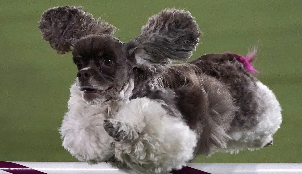 Pink the Cocker Spaniel saat Kejuaraan Kelincahan Master Tahunan ke-8 dalam Westminster Kennel Club Dog Show di Lyndhurst Estate, Tarrytown, New York, AS, 11 Juni 2021. Pandemi COVID-19 membuat Westminster Kennel Club Dog Show tahun ini digelar tanpa penonton. (TIMOTHY A. CLARY/AFP)