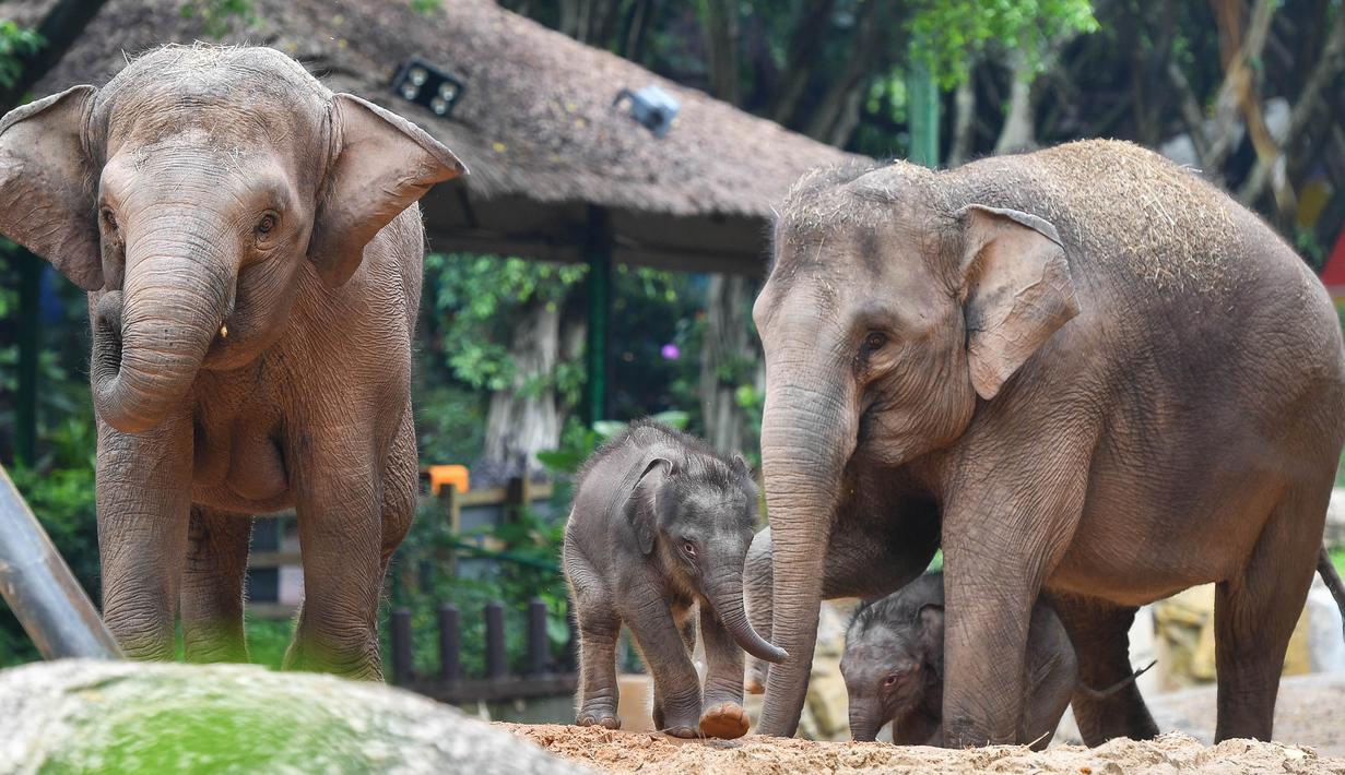 Foto 2 Bayi Gajah Asia Lahir Di Taman Safari Chimelong Global Liputan6 Com