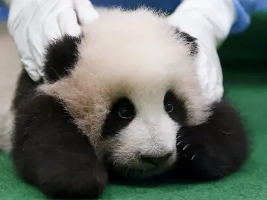 Bayi panda raksasa betina berusia 3 bulan dipamerkan pertama kalinya di Nasional Zoo, Kuala Lumpur, Malaysia, Selasa (17/11). Panda tersebut terlahir dari pasangan panda Liang Liang dan Xing Xing. (REUTERS/Olivia Harris)