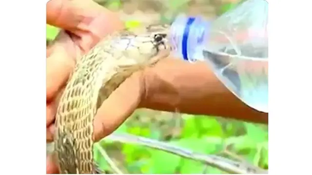 Pria Ini Beri Air Minum Ke Ular Kobra yang Tampak Kehausan, Netizen: Merinding