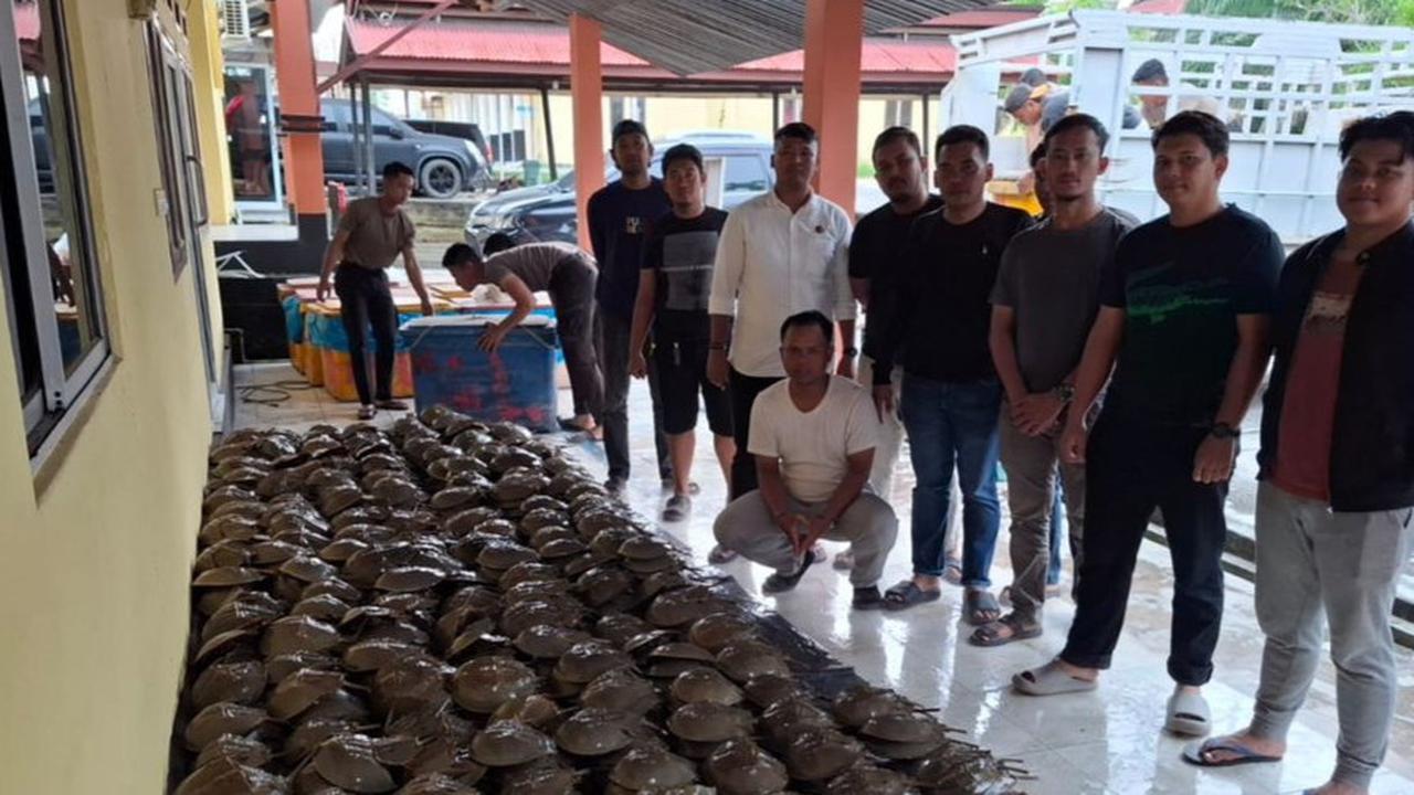 Belangkas, satwa laut dilindungi yang disita personel Polres Rokan Hilir dari perdagangan ilegal.