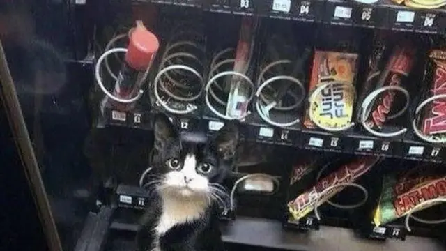 7 Potret Penemuan Kucing di Tempat Nyeleneh Ini Kocak Banget