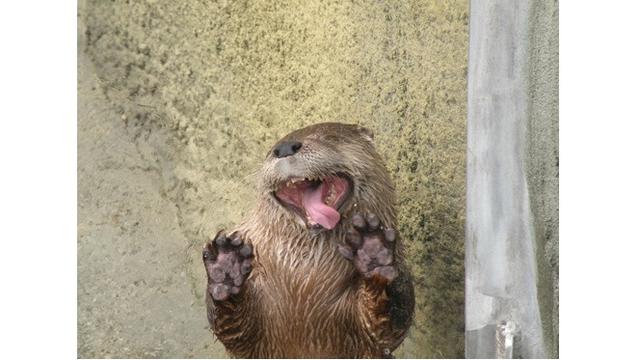 7 Ekspresi Hewan Saat Menjilat Kaca Ini Bikin Senyum Geli ]