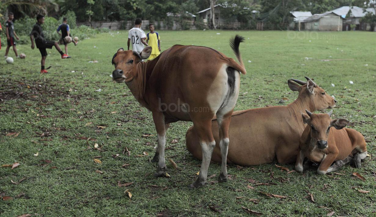 Anak-anak di Maluku biasa berlatih sepak bola dengan suasana pedesaan yang asri dan masih banyak ternak. (Bola.com/Peksi Cahyo)