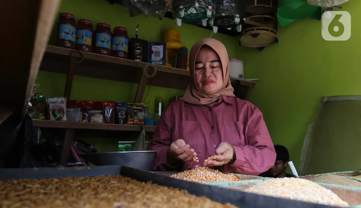 Pedangang mengecek jagung di Pasar Hewan Barito, Kebayoran Baru, Jakarta, Senin (24/10/2022). Sebanyak 85 kios di Pasar Hewan Barito kembali beroperasi setelah rampung direnovasi selama lima bulan untuk memberikan kenyamanan bagi pedagang dan pembeli. (Liputan6.com/Herman Zakharia)