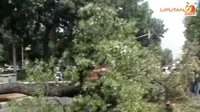 [VIDEO] Pohon Raksasa Dekat Kantor Jokowi Tumbang, Isinya Tawon
