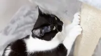 Apakah Kucing di Rumahmu Bertingkah Aneh? Ini Alasannya