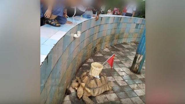 Miris, Keranjang Dipasang di Punggung Kura-kura Untuk Kumpulkan Koin