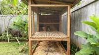 8 Kandang Ayam Minimalis yang Tidak Bau dan Mudah Dibersihkan, Cocok di Lingkungan Padat