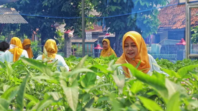 Jalankan Urban Farming dengan Dukungan ‘BRInita’, Teh Herbal Jadi Produk Unggulan Poktan Bensor di Semarang