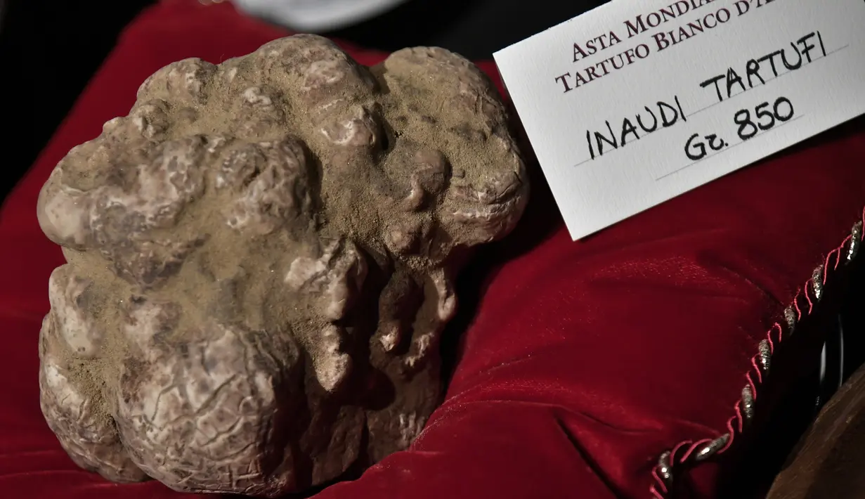 Jamur truffle putih langka seberat 850 gram ditampilkan sebelum lelang World White Truffle ke-19 di Alba, Italia, 11 November 2018. Kota Alba sudah menyelenggarakan lelang jamur truffle putih langka selama 88 tahun. (Marco BERTORELLO/AFP)