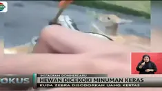 Diduga memberikan minuman keras kepada hewan, pihak Taman Safari Indonesia laporkan sekelompok remaja pada polisi.