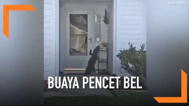 VIDEO: Aksi Buaya Coba Pencet Bel Rumah Warga