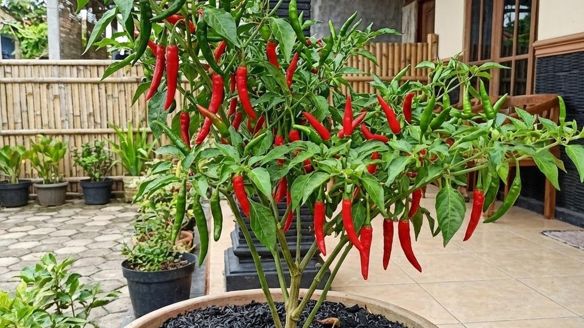 TOP 3: Alternatif Media Tanam Cabai hingga Desain Kebun Cabai Pakai Hydro Pot Low Budget