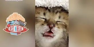 Kucing Ini Tertidur Seperti Bayi