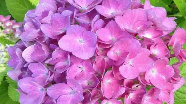 [Bintang] Diwakili sama Bunga, Ini Bunga yang Sesuai dengan Zodiak Kamu