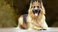 Top 5 Big Dog Breeds To Be Your Cute Pets