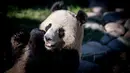 Panda raksasa, Xing Er berada di kandang barunya selama diperlihatkan kepada media di Kebun Binatang Kopenhagen, Denmark, Rabu (10/4). Sepasang giant panda bernama Xing Er dan Mao Sun yang baru tiba dari China menjadi penghuni baru Kebun Binatang Kopenhagen. (Mads Claus Rasmussen/Ritzau Scanpix/AFP)