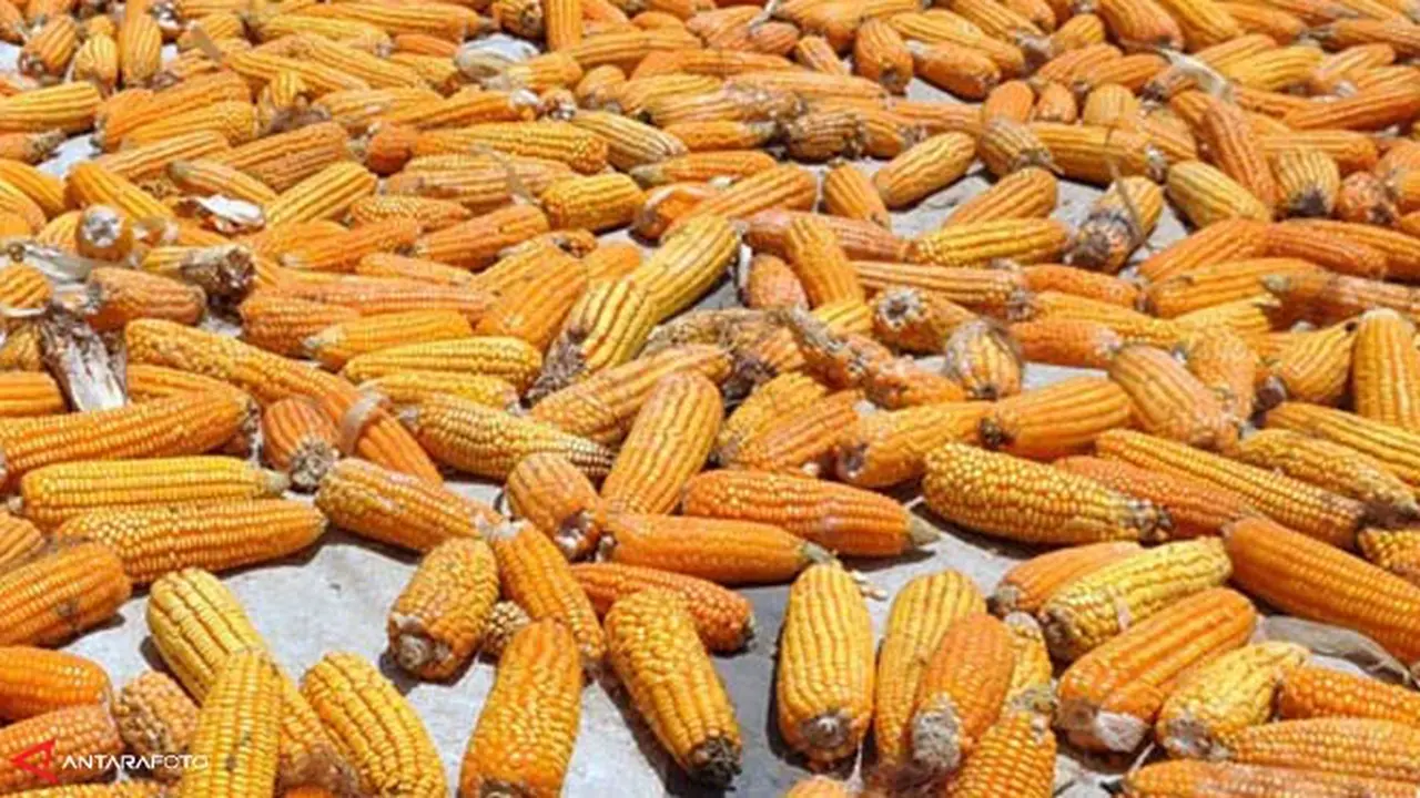 jagung-1311209b.jpg