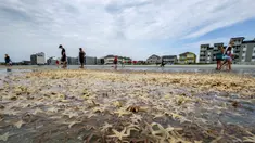 Orang-orang bermain dengan bintang laut yang terdampar di Garden City Beach, South Carolina, Amerika Serikat, Senin (29/6/2020). Kehadiran ribuan bintang laut yang terdampar menyita perhatian warga serta wisatawan untuk mengembalikan mereka ke laut. (Jason Lee/The Sun News via AP)