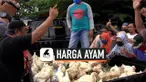 harga ayam thumbnail